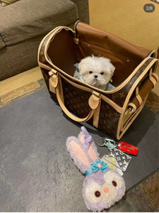 CUSTOM LV PET BAG